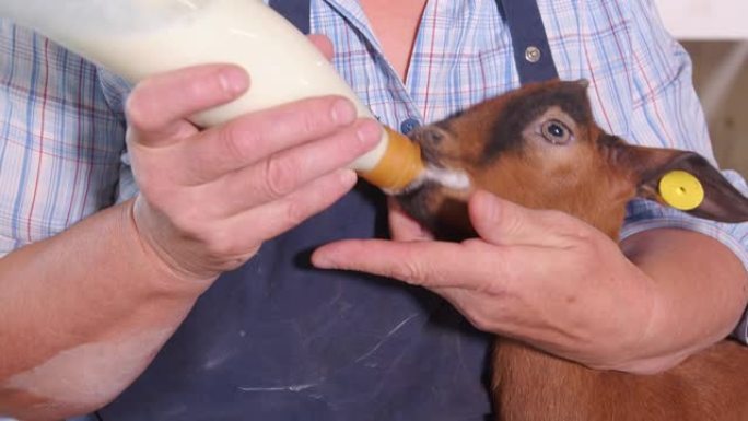 山羊农场。农夫怀里抱着一只山羊，用瓶子喂牛奶。山羊从瓶子里喝牛奶特写