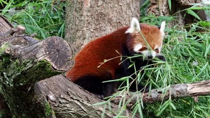 小熊猫，Ailurus fulgens，也称为小熊猫和红猫熊