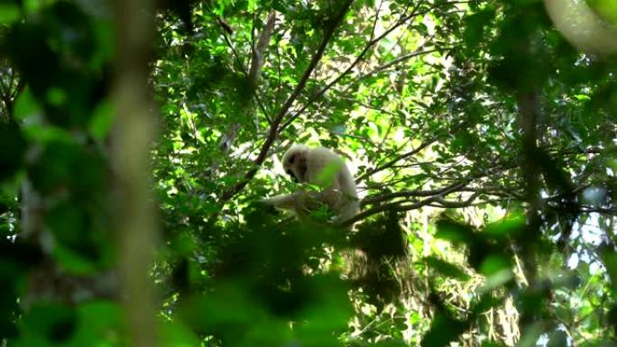 场景白色长臂猿在森林中的慢动作，真实的动物在野外