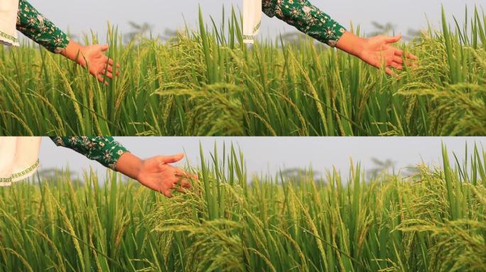 孩子的手在新鲜的绿色稻田中间抚摸一粒米