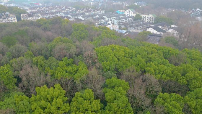 杭州植物园春天风景视频素材4