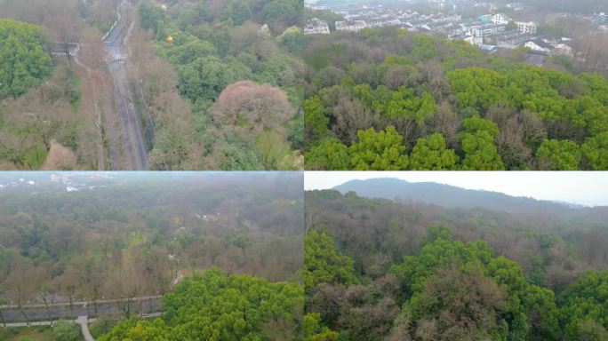 杭州植物园春天风景视频素材4