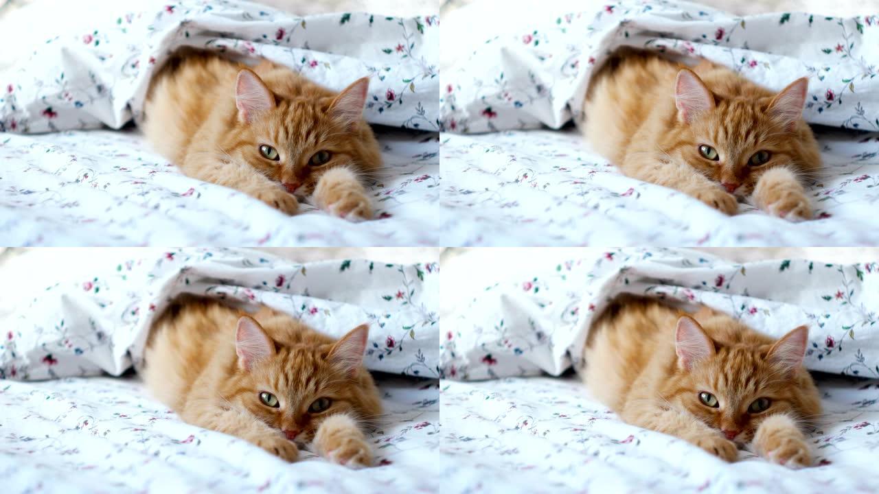 可爱的姜猫躺在床上。蓬松的宠物舒适地睡在毯子下。舒适的家庭背景与有趣的宠物。