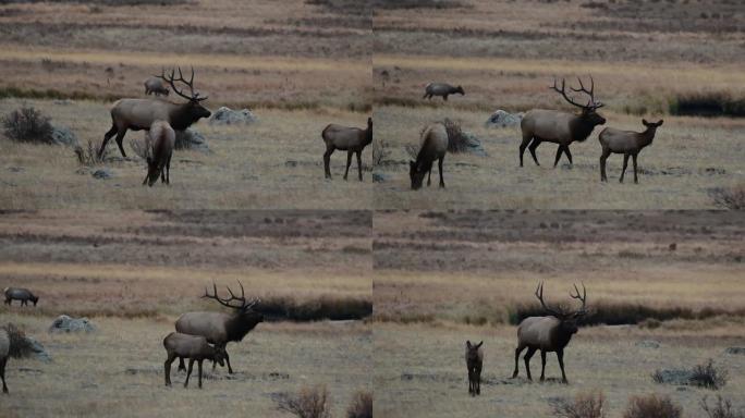车辙时在山区草地上的一只大公牛麋鹿