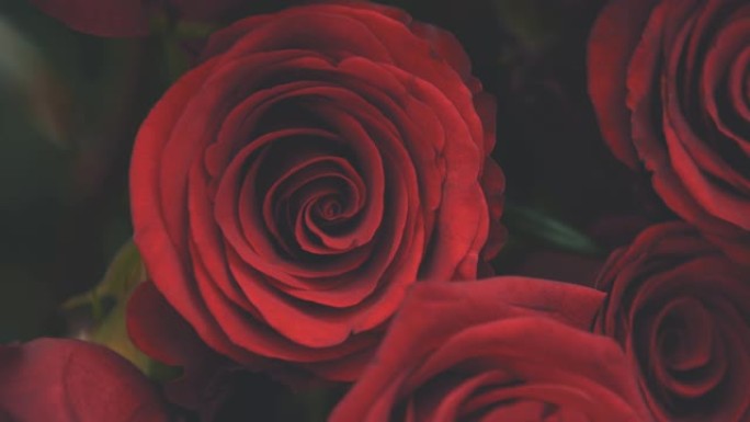 剪下一束美丽的大红玫瑰。神秘的感觉。