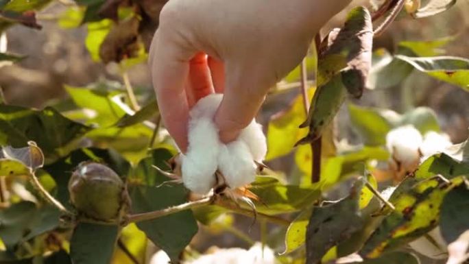 棉花收获。在盛开的棉田工作的女性收割机