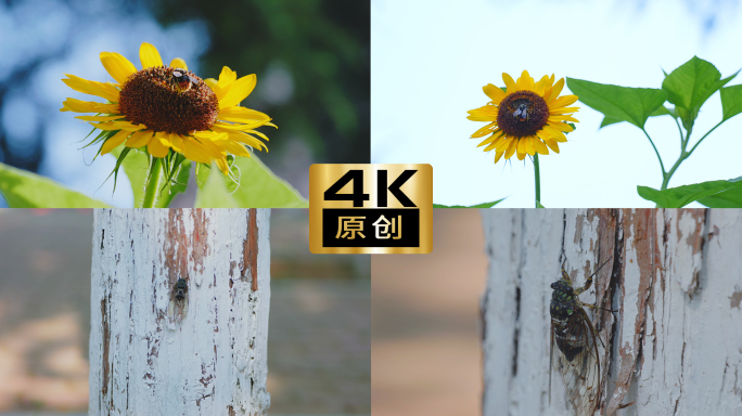 4K悠闲的夏日阳光向日葵蜜蜂蝉鸣