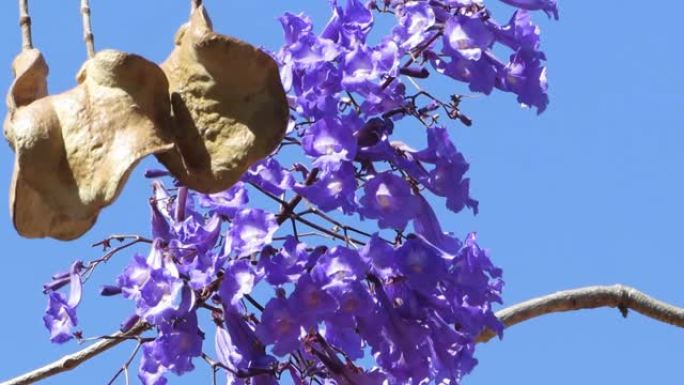在风中吹来的蓝色蓝花或蕨树 (Jacaranda mimosifolia) 的紫色花朵和种子。