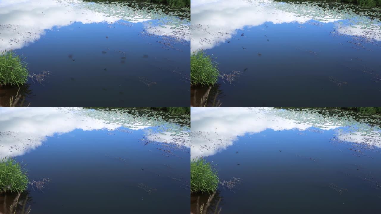 燕子飞过河