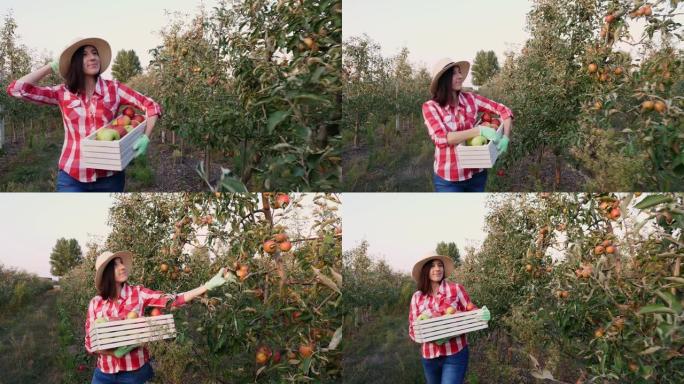 带苹果的女农民。苹果收获。幸福的女人带着一盒刚摘的苹果。苹果园的背景，有许多成熟多汁的水果。日落时。