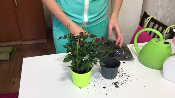 女孩从锅里拿出一家大卖场买的玫瑰丛。移植到一个新的罐子里。填满包裹中的土壤。