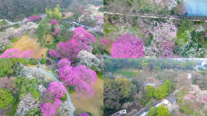 杭州植物园灵峰探梅梅花风景视频素材4