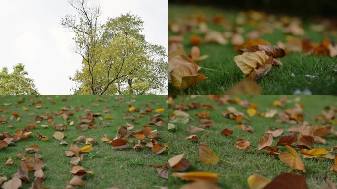 树叶掉下 黄色树叶 落叶
