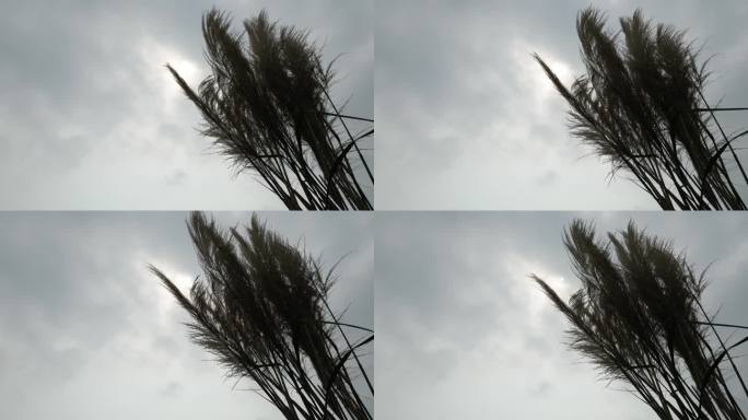 阴天里的芦苇空镜