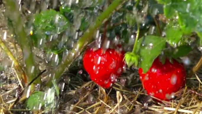 红色草莓和雨滴。慢动作。