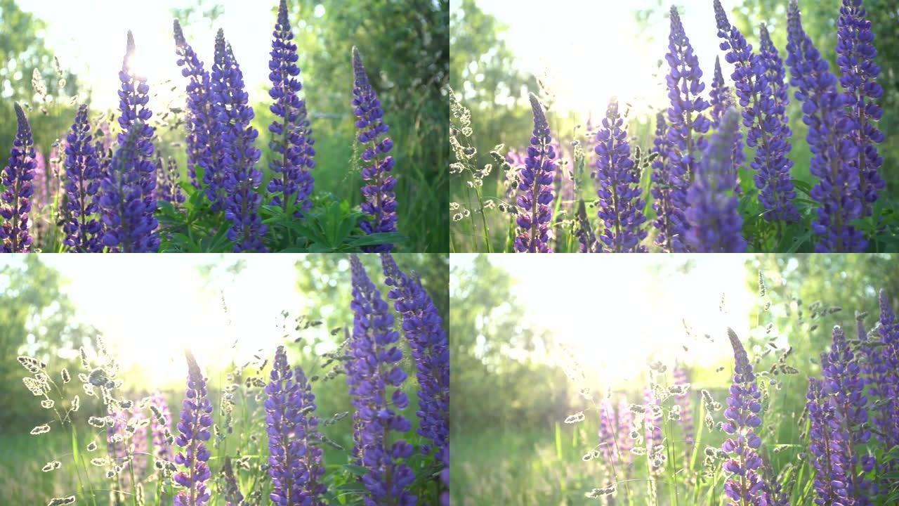 在炎热的夏日日落特写镜头中，羽扇形田野的神奇全景。阳光下美丽的紫色花朵