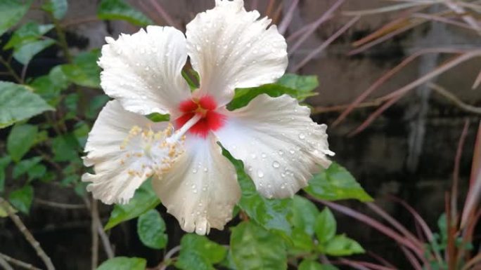 淡黄色的芙蓉花盛开在花园里。