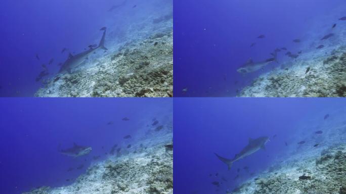 马尔代夫富瓦赫穆拉的虎鲨