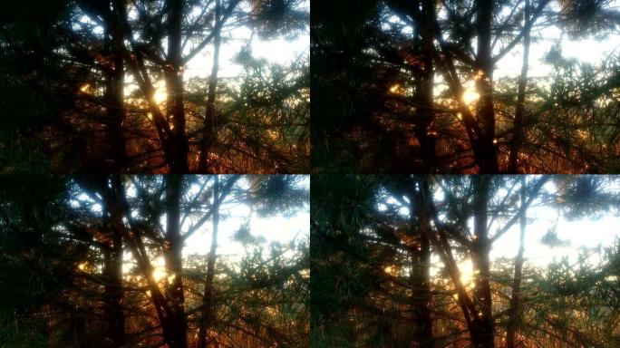 明亮的傍晚阳光穿过松枝，midges飞舞