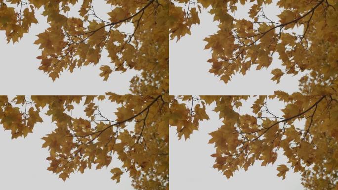 黄色的枫叶在灰色的天空背景上沉闷的秋风中颤抖。