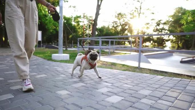 有趣的哈巴狗在公园里奔跑，无法辨认的女主人领着皮带