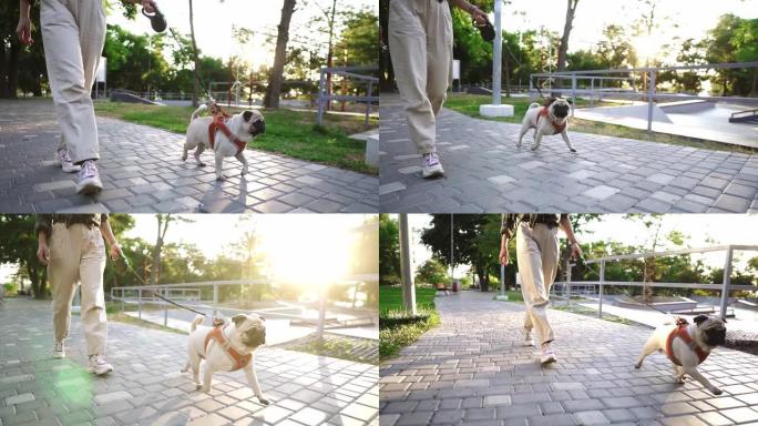 有趣的哈巴狗在公园里奔跑，无法辨认的女主人领着皮带