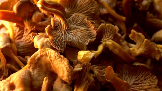 Organic Fresh chanterelle on a table