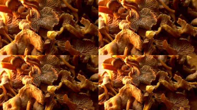 Organic Fresh chanterelle on a table