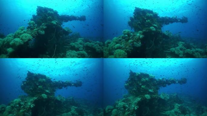水下特鲁克群岛沉船战炮上的珊瑚。