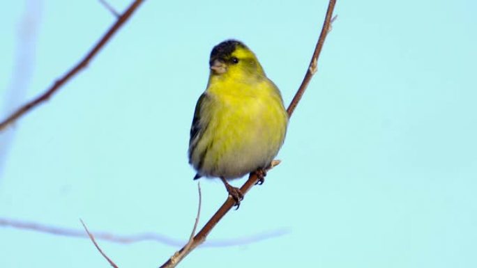 鸟-欧亚Siskin (Spinus spinus) 坐在树上的树枝上休息。