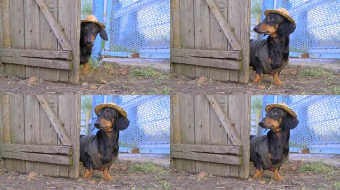 穿着背心和草帽的有趣的腊肠狗农夫通过手工木门离开院子。土地所有者检查他的土地所有权。乡下人去村里散步