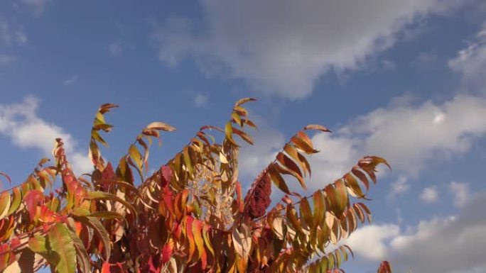 漆树的秋叶 (Lat. Rhus typhina)