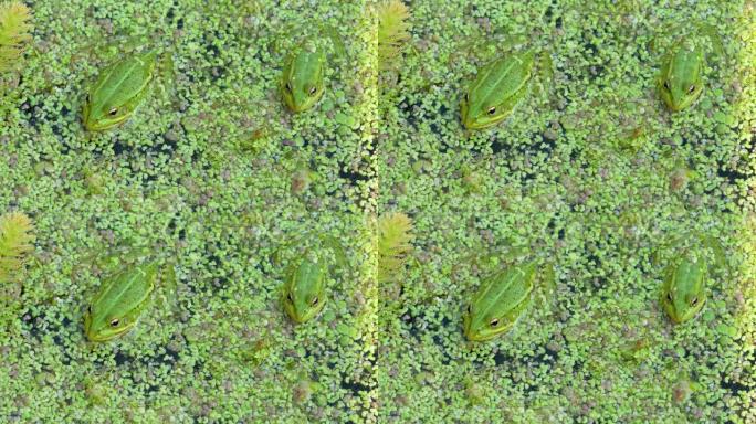 绿色蟾蜍青蛙坐在lemna minor或浮萍的有机质地上