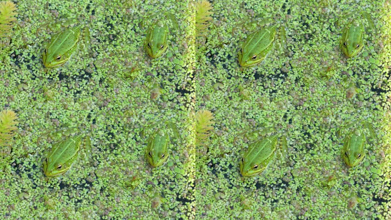 绿色蟾蜍青蛙坐在lemna minor或浮萍的有机质地上