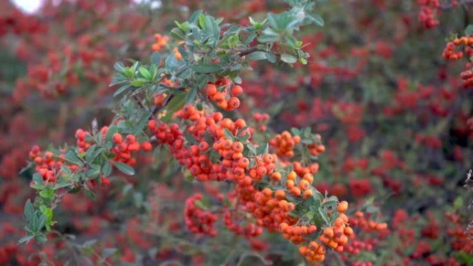 秋天的火棘丛在秋天的灌木丛上。特写镜头。