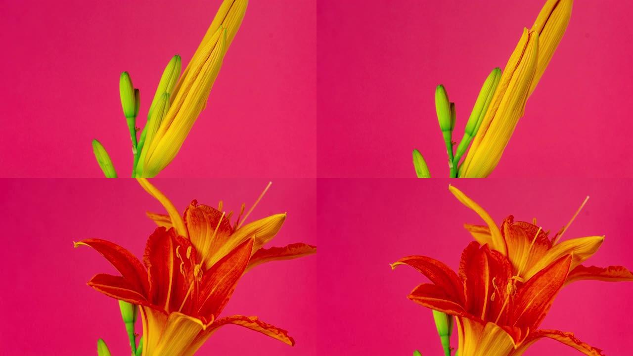 4k百合花的延时开花并在红色背景上生长。百合盛开的花。