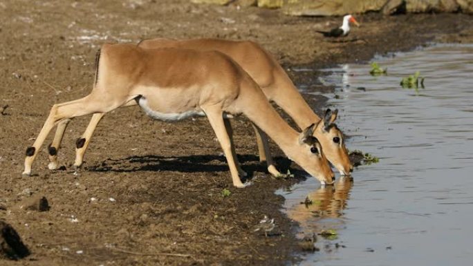 南非克鲁格国家公园，两只机警的黑斑羚 (Aepyceros melampus) 饮用水