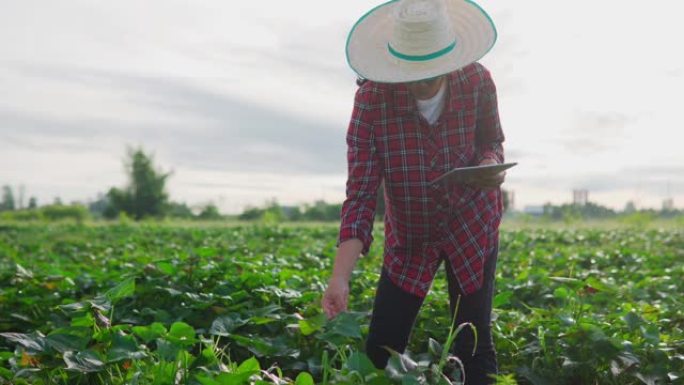 亚洲女性农民站在植物田间，农民农艺师使用数字平板电脑在年轻的绿色植物田间进行现代智能农业理念