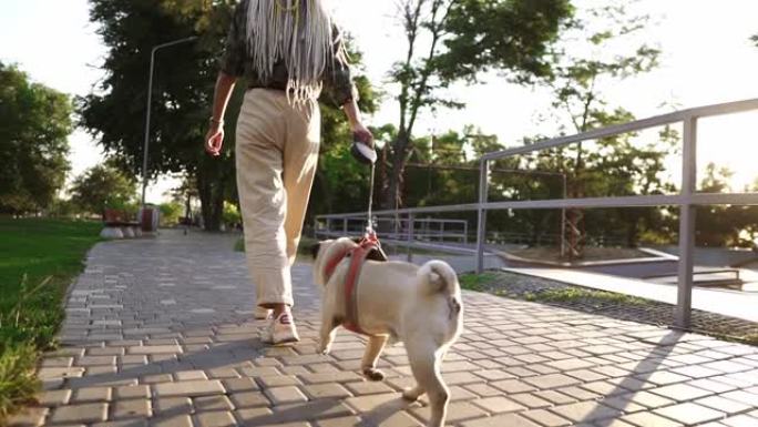 罕见的哈巴狗在公园里奔跑，女主人领着皮带