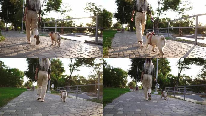 罕见的哈巴狗在公园里奔跑，女主人领着皮带