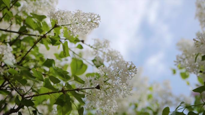 白色丁香花