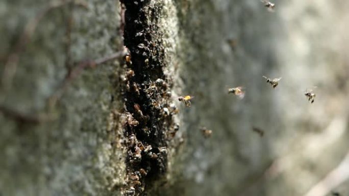 小蜜蜂的慢动作进入石墙的小孔来回走动