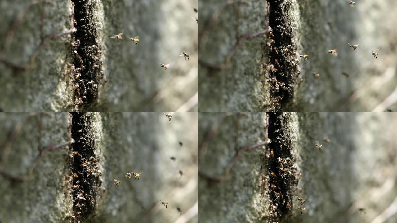 小蜜蜂的慢动作进入石墙的小孔来回走动