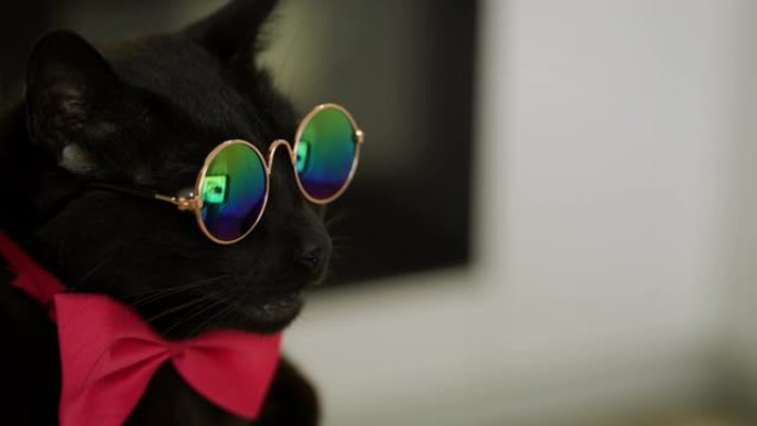 戴着太阳镜和粉色蝴蝶结的非常有趣的猫 -- 特写