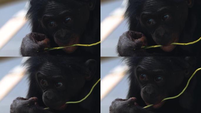 年轻倭黑猩猩的特写