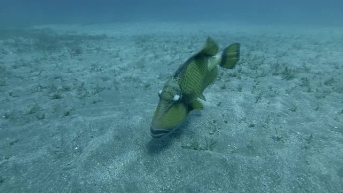 Triggerfish在露出牙齿试图吓唬的同时摇动嘴唇。泰坦金龟鱼 (Balistoides vir