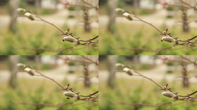 瓢虫爬行在蓬松的白色木兰芽高清1980