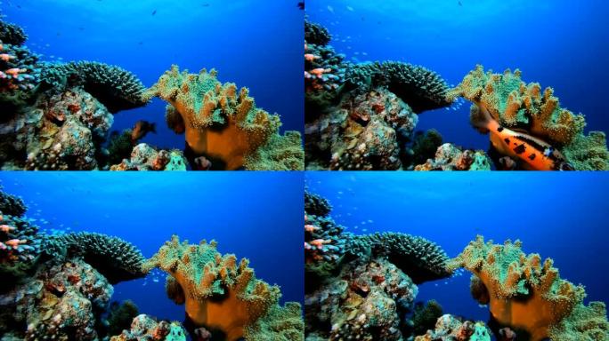 热带水下礁海鱼海底世界珊瑚五彩斑斓的鱼