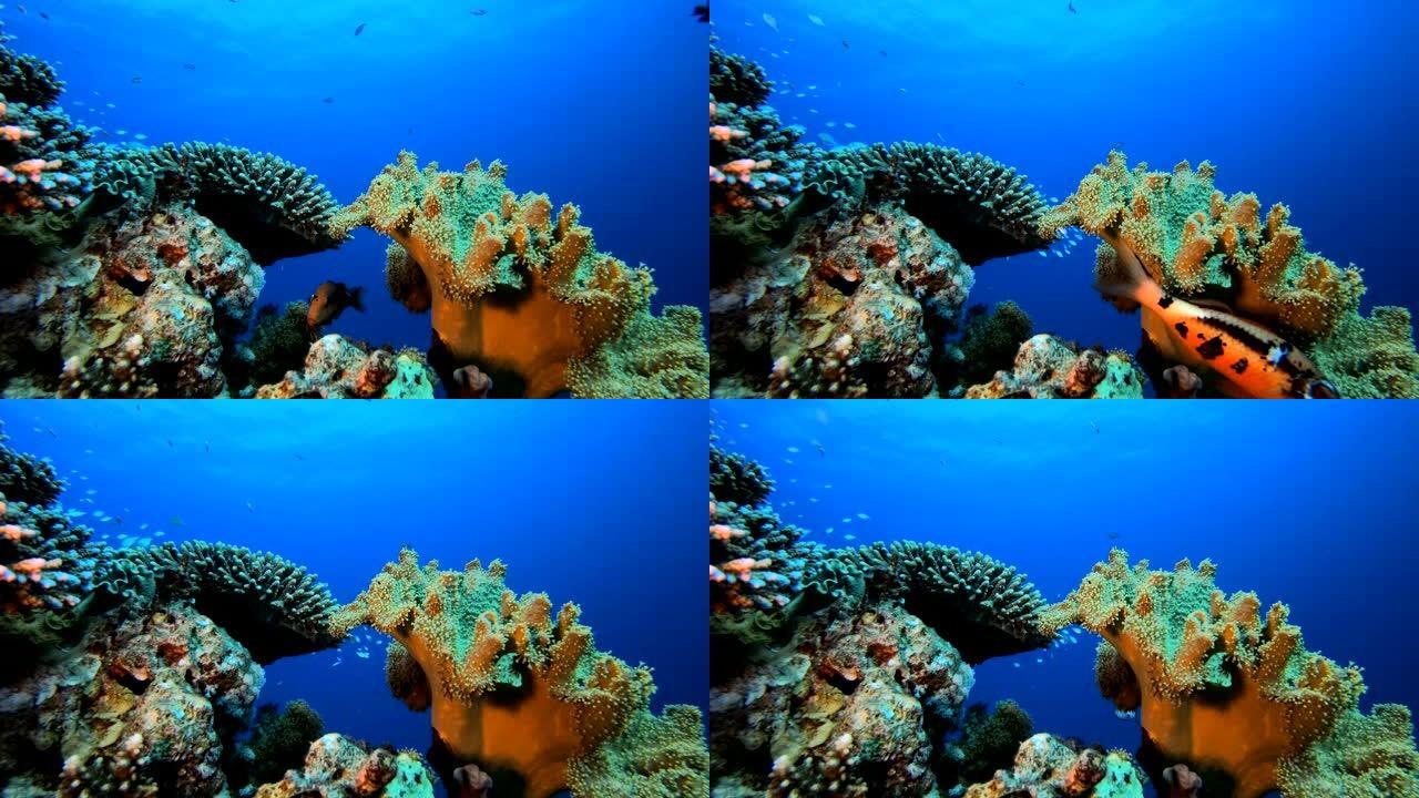 热带水下礁海鱼海底世界珊瑚五彩斑斓的鱼