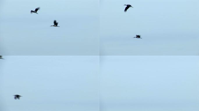 两只鸟飞过天空迁徙的鸟候鸟